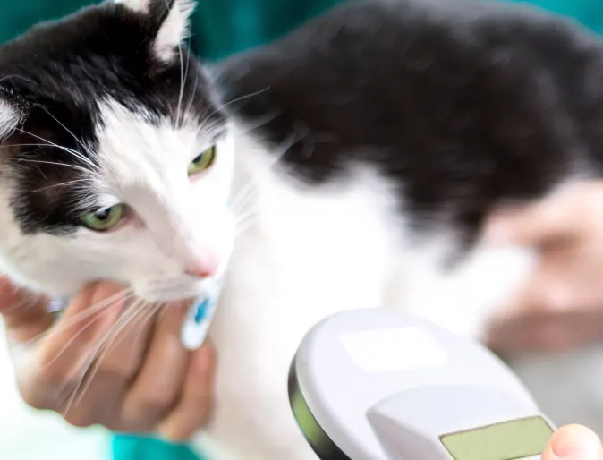 Veterinary staff scanning a cat